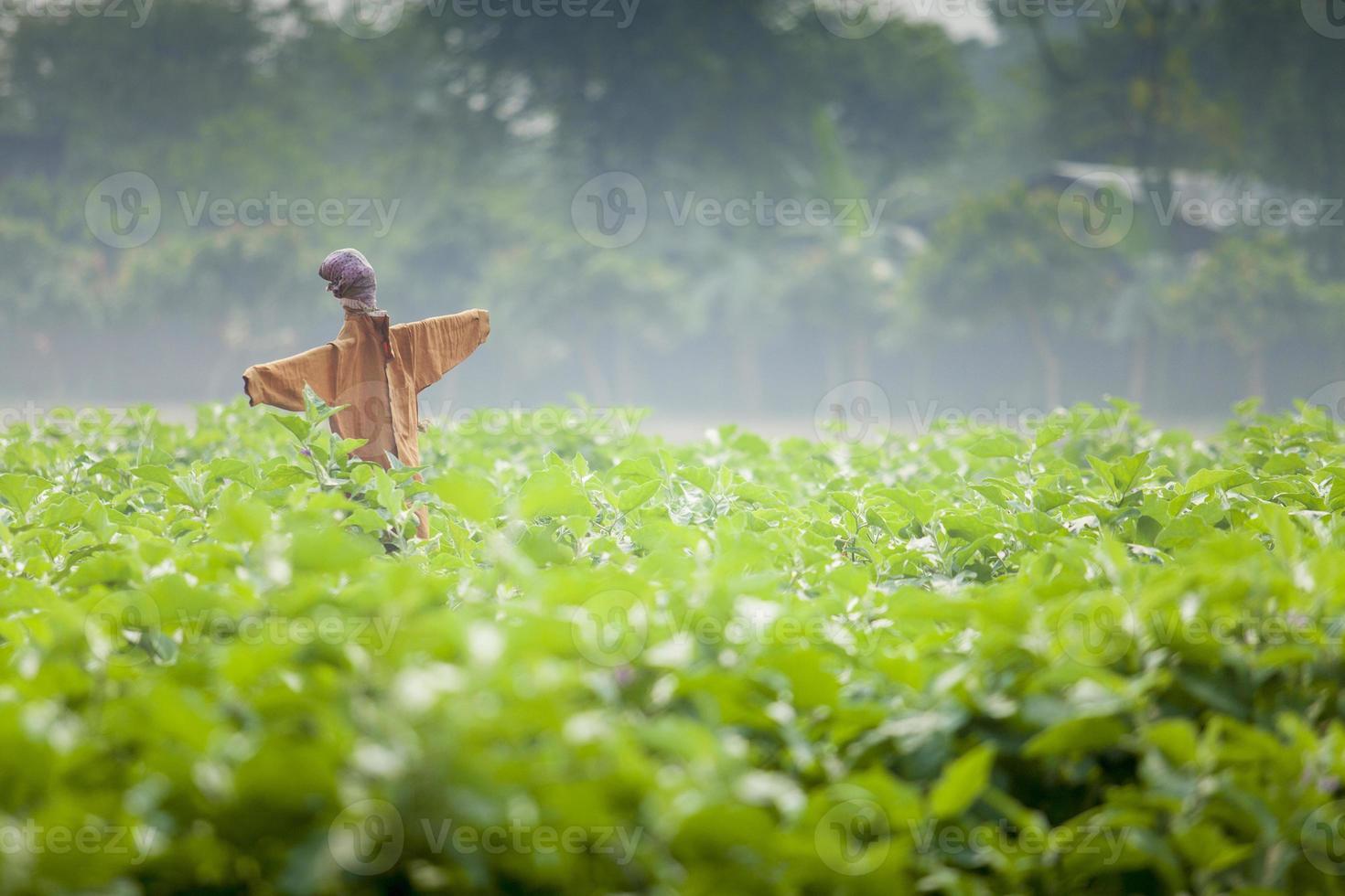 A scarecrow known as Kaktarua in Bangladesh in a Eggplant field in Thakurgaon, Rajshahi, Bangladesh. photo