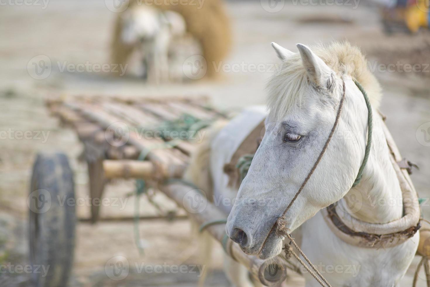 un carga caballo coche subiendo un labor en el pueblo de kartikpur, dohar, bangladesh foto