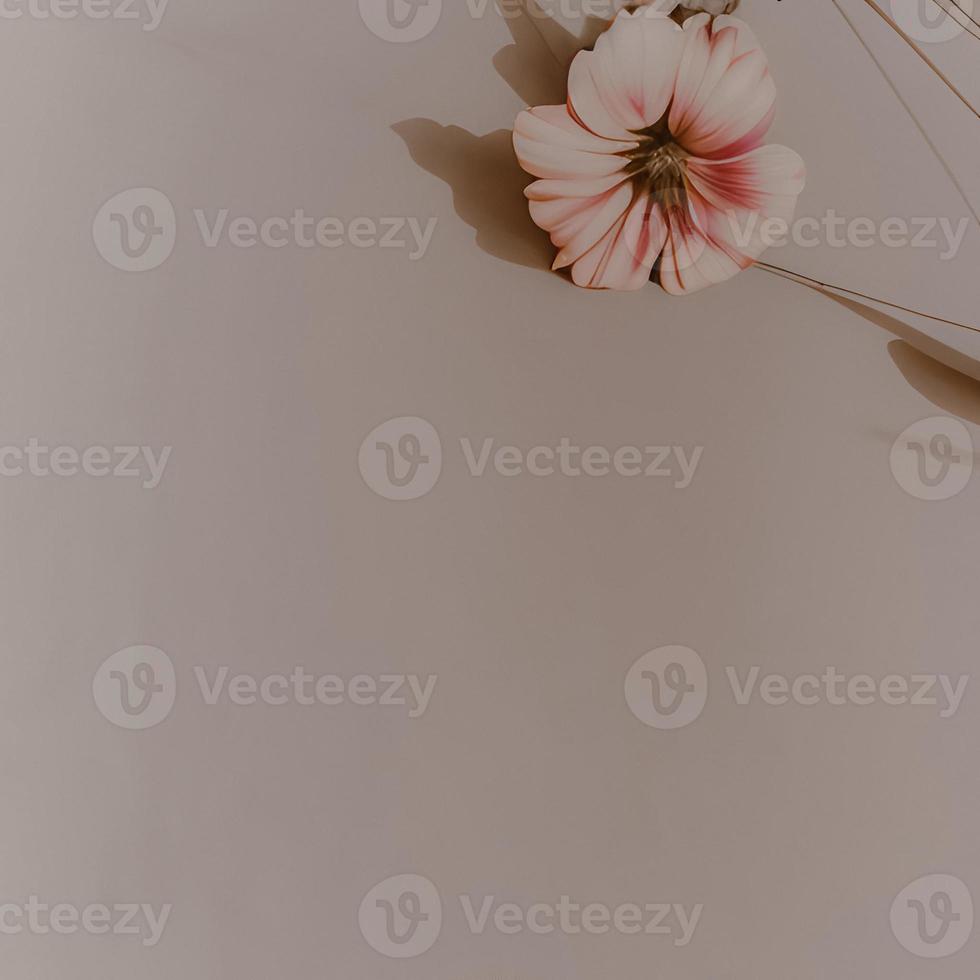 Pink flower on beige background. Simple minimalistic composition photo