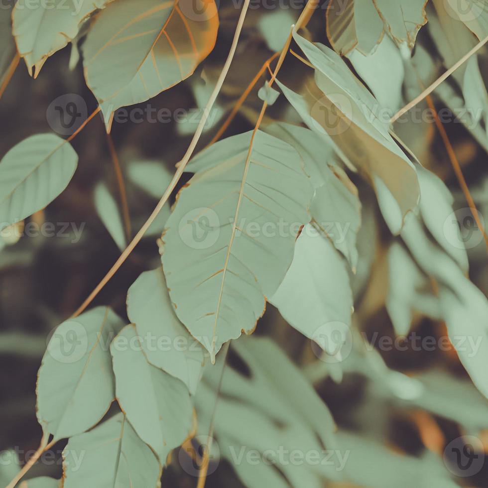 Aesthetic Green Background With Leaves And Plants photo