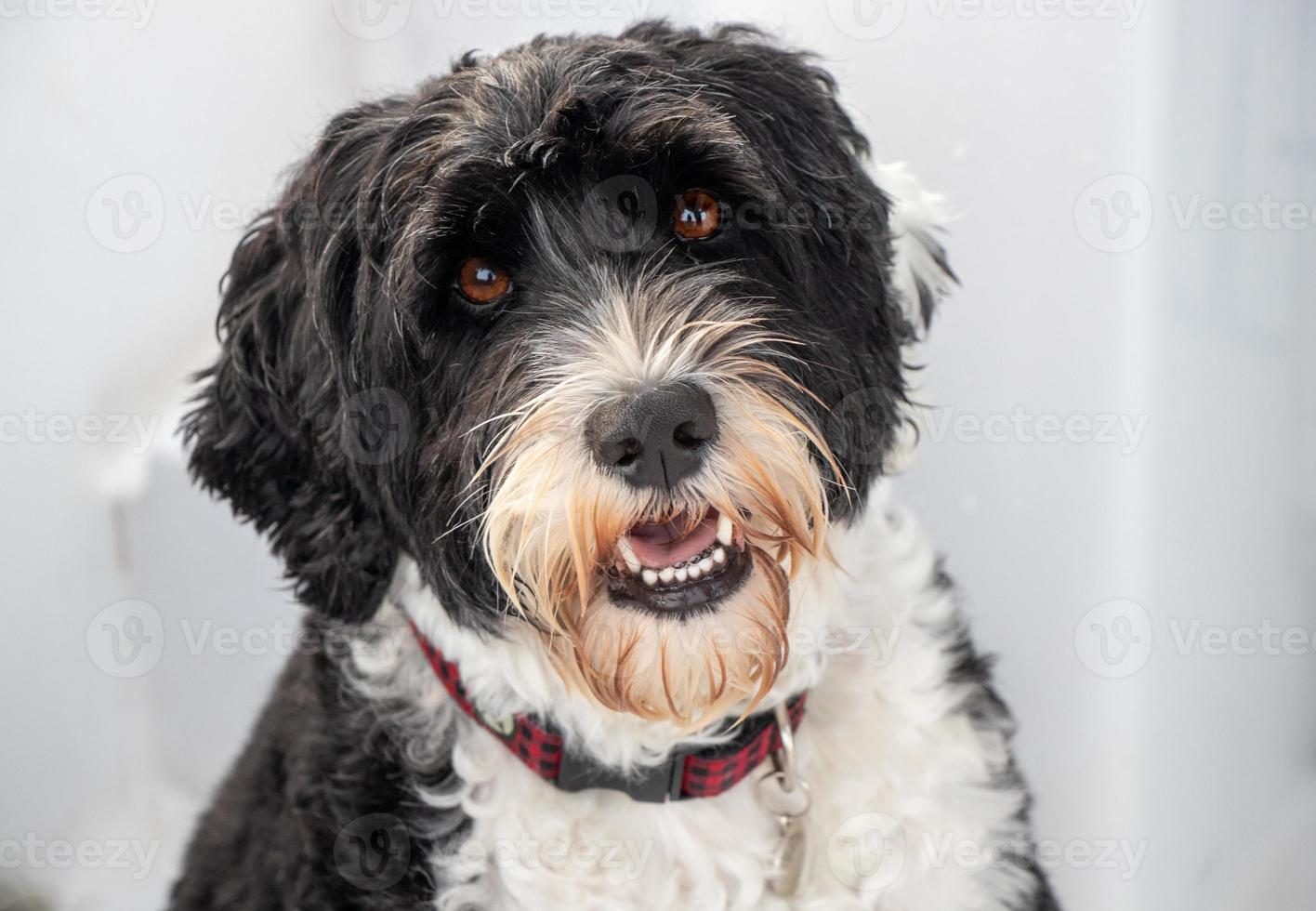 portrait of a Portuguese Water Dog photo