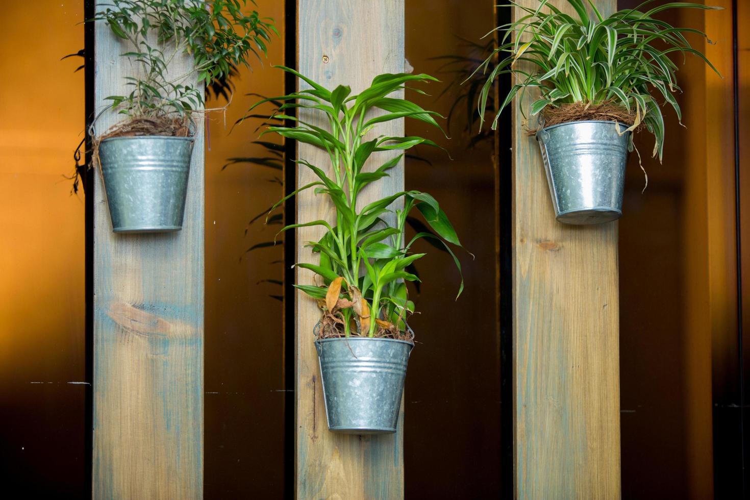 Furniture design with indoor plant in galvanizing bucket. photo