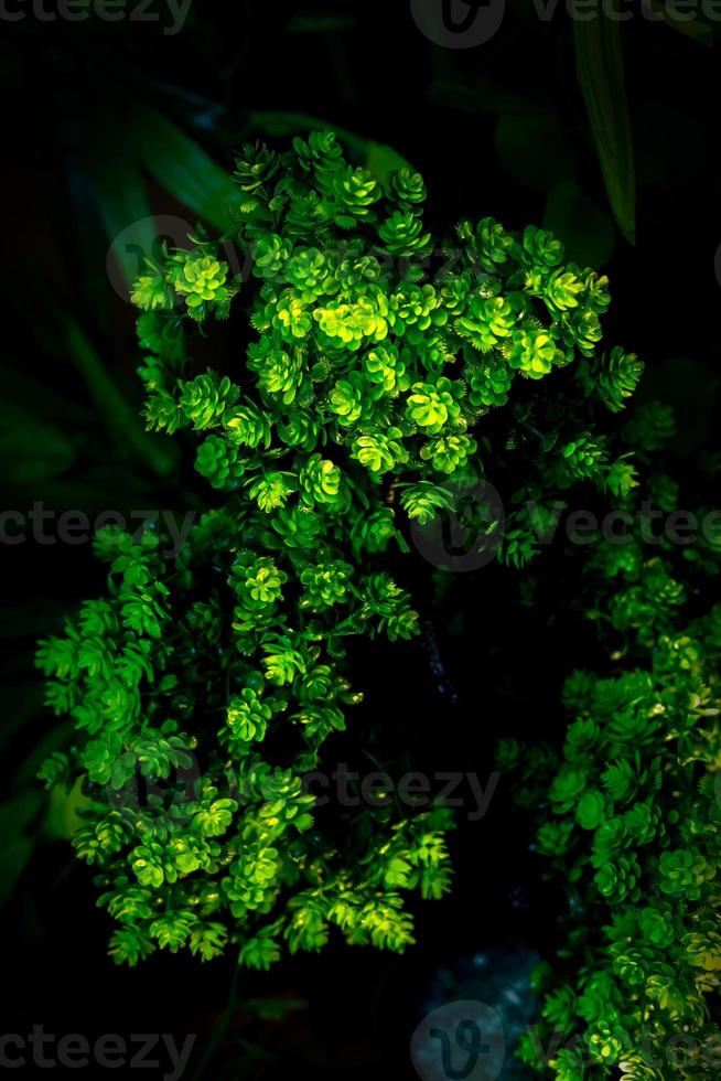 Plastic green leaf decorated mini plant background. Plastic plant. Plastic colorful decorative leaves. photo