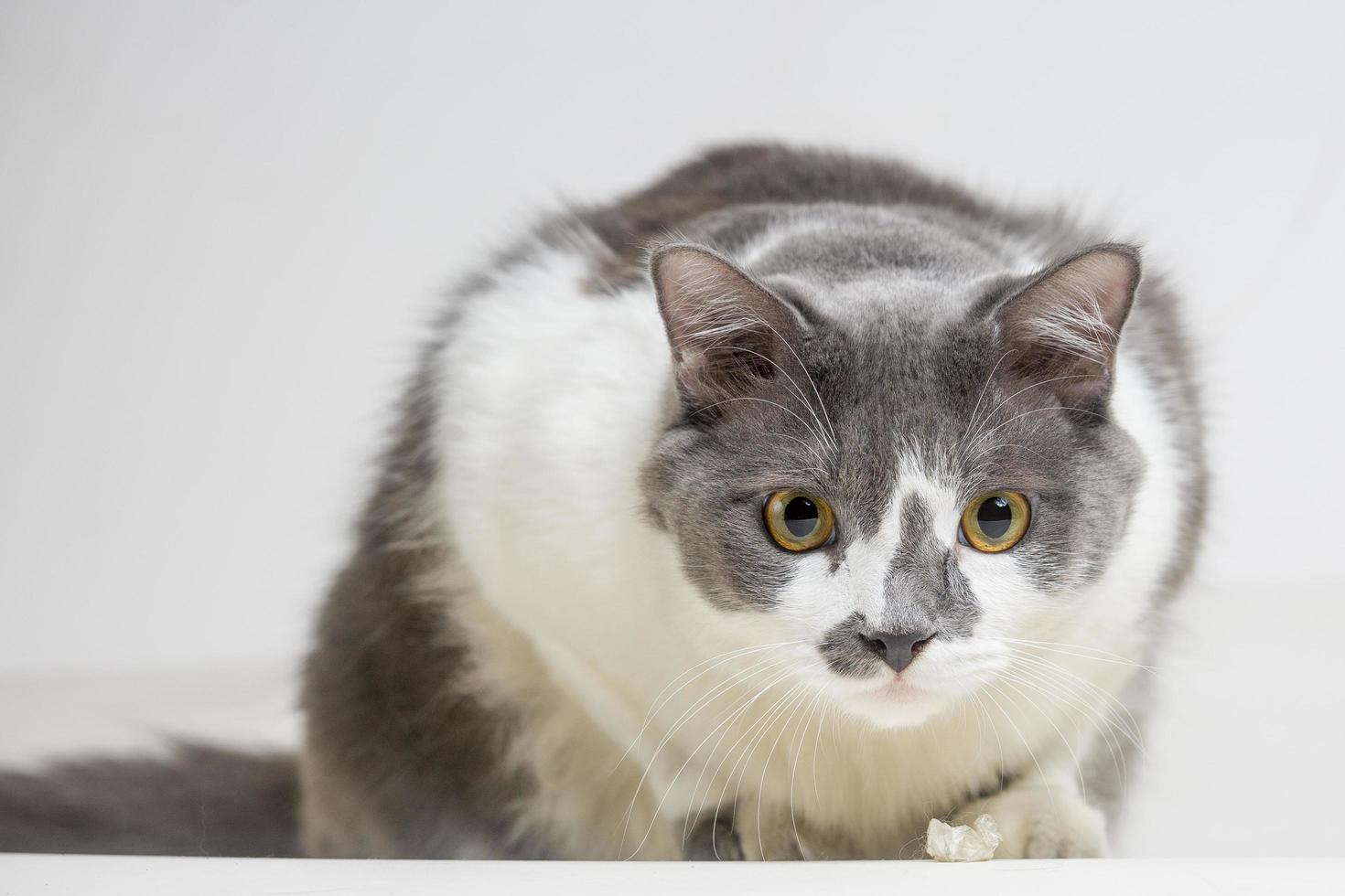 un blanco y gris gato es Listo a captura presa. caza de gato ojos. foto