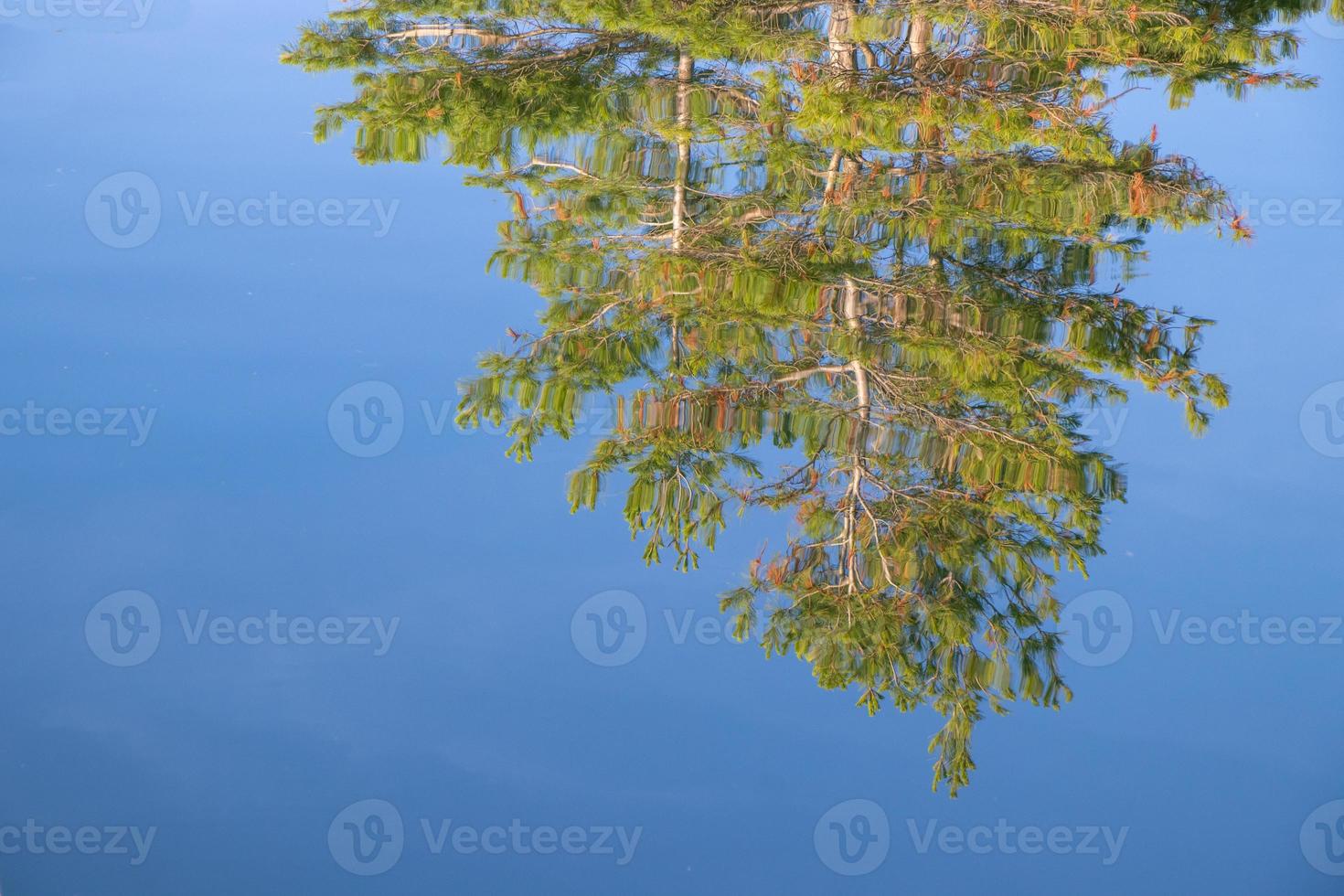 Pinetree reflecting in the water on Georgian Bay on a calm summer day photo