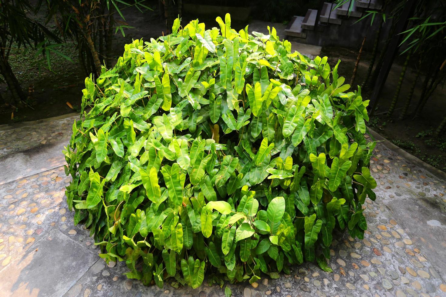 Garden shrubs in the yard. A yard made of green vine leaves. photo