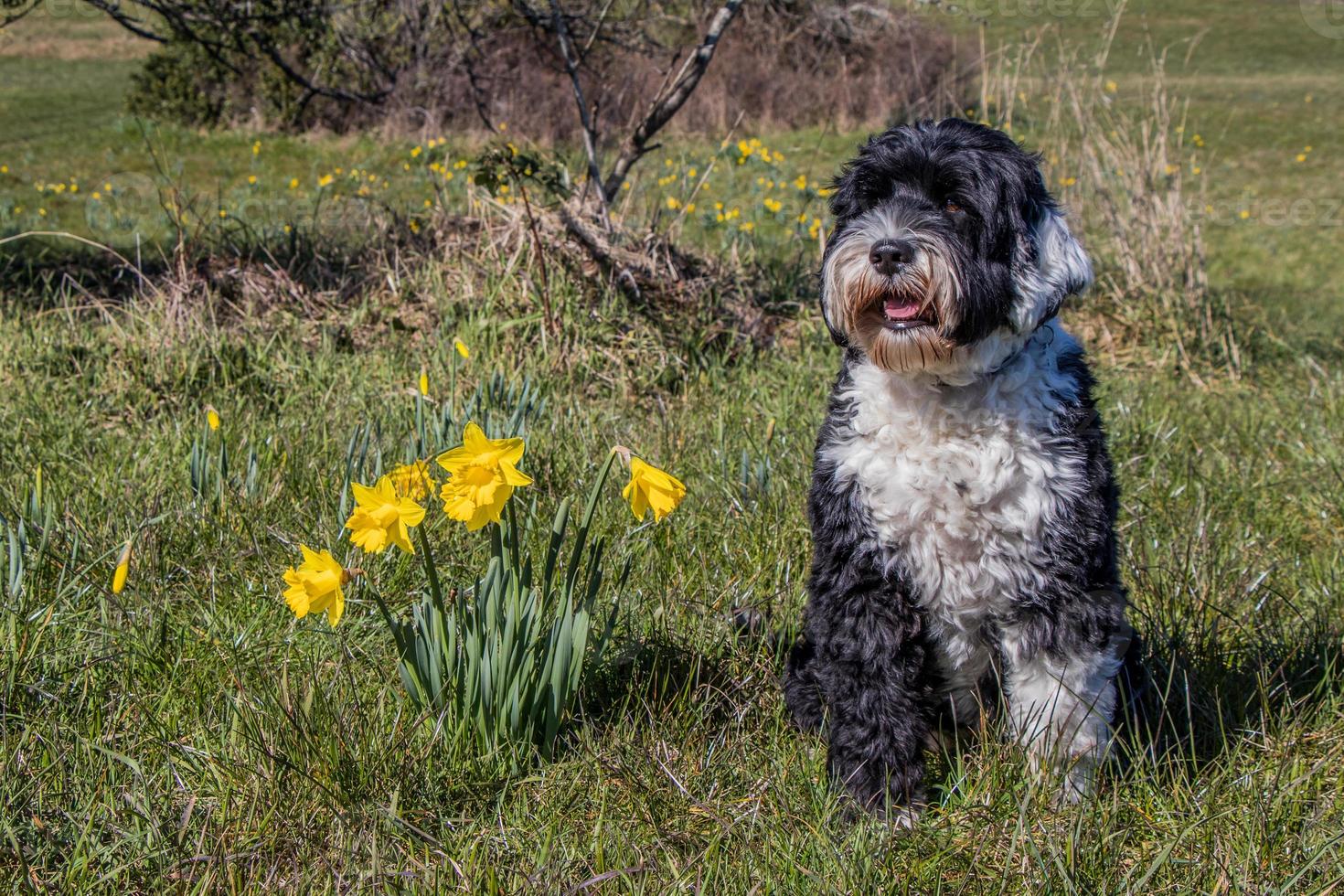 Dog posing with the yellow daffodils photo