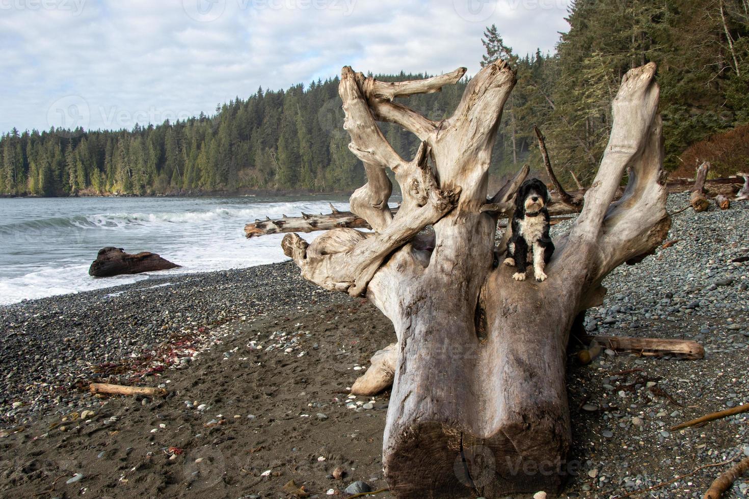 Dog sitting on a large driftwood log at Juan De Fuca Provincial Park on Vancouver Island, British Columbia, Canada photo