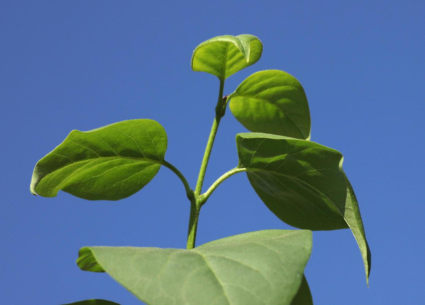 leaves of lilac bush over blue sky photo