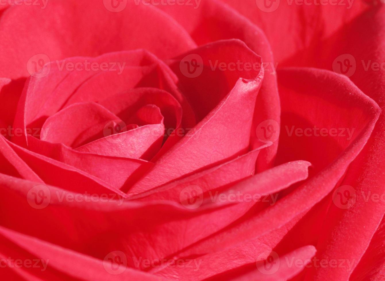 close up of red rose photo