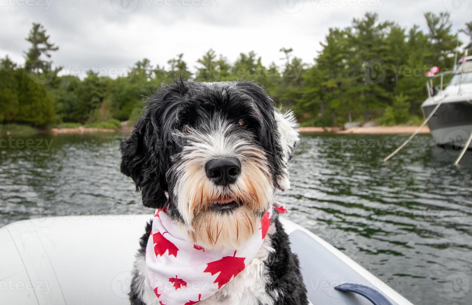 Dog in a boat on Canada Day photo