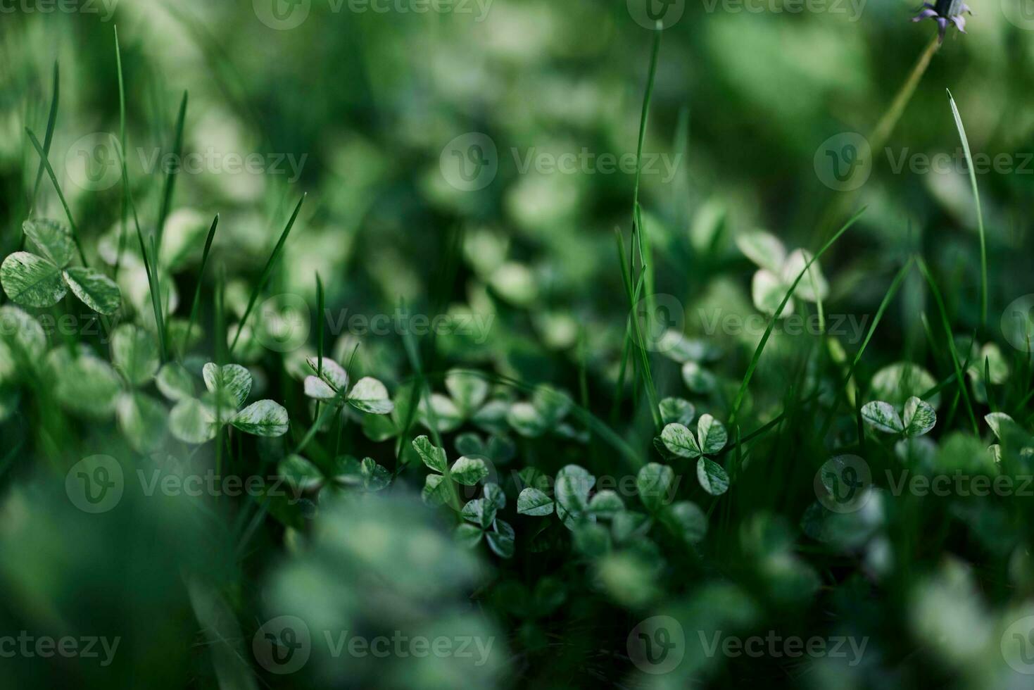 Green grass botany and nature landscaping for the home area, landscaping and taking care of nature and the environment photo