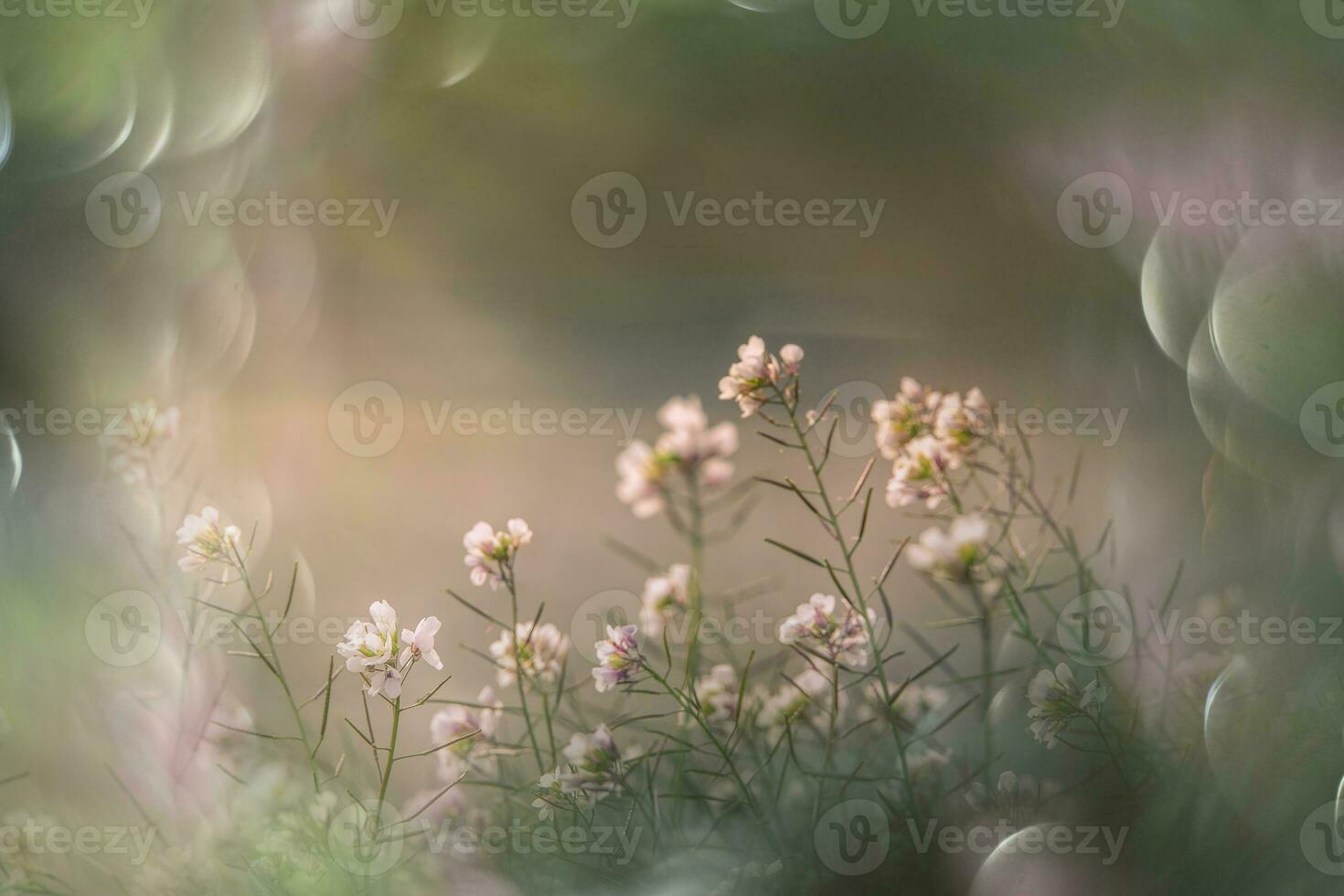 little delicate autumn flowers in the garden on a background with bokeh photo