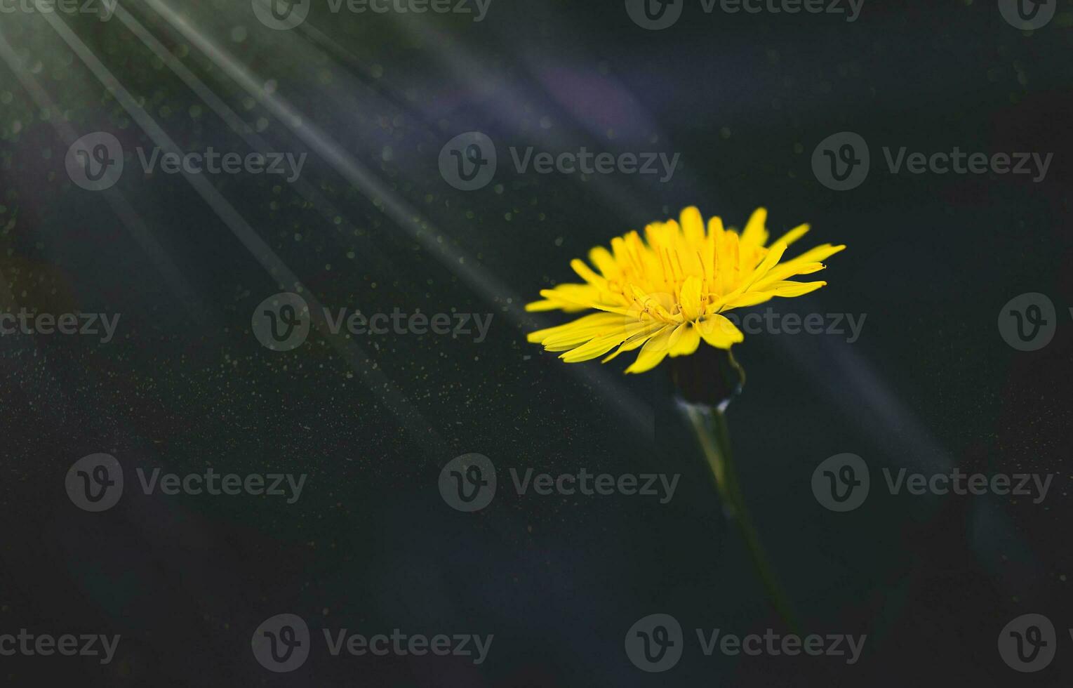 wild grasshopper with little yellow flower in the sunshine photo
