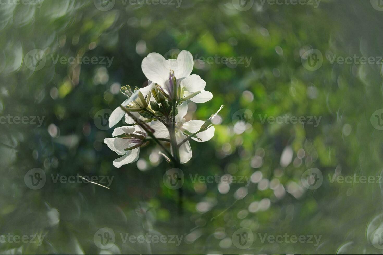 salvaje campo pequeño blanco flor en el Brillo Solar foto
