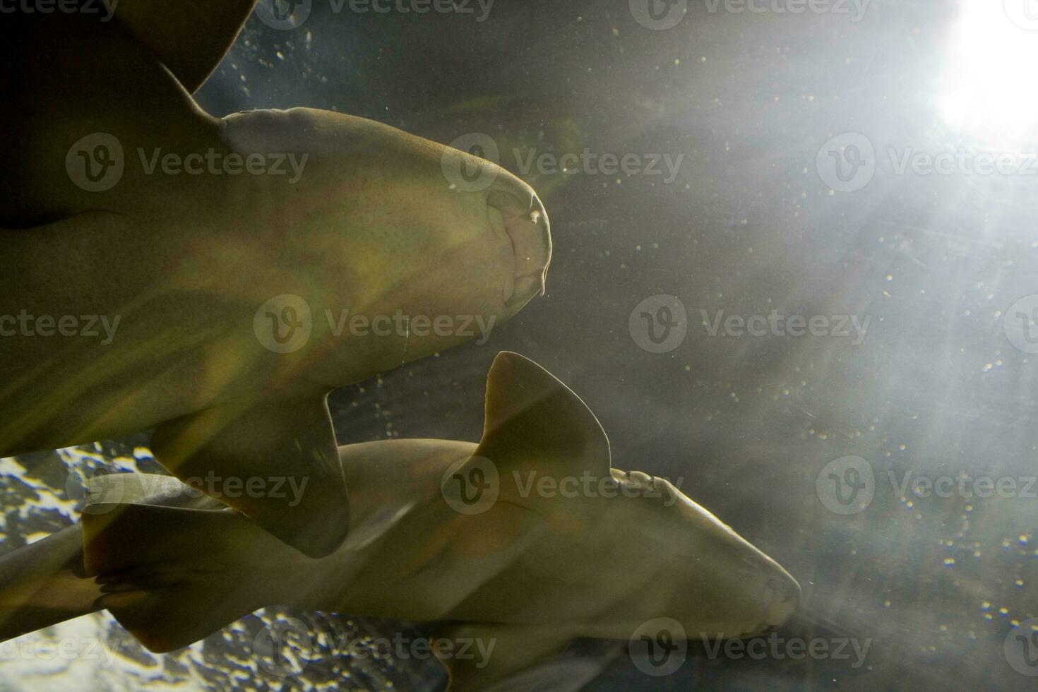 sharks swimming in a large aquarium at the Tenerife Zoo in Spain photo