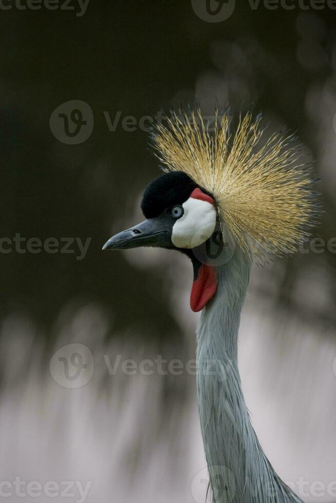 retrato de elegante exótico pájaro gris coronado grua foto