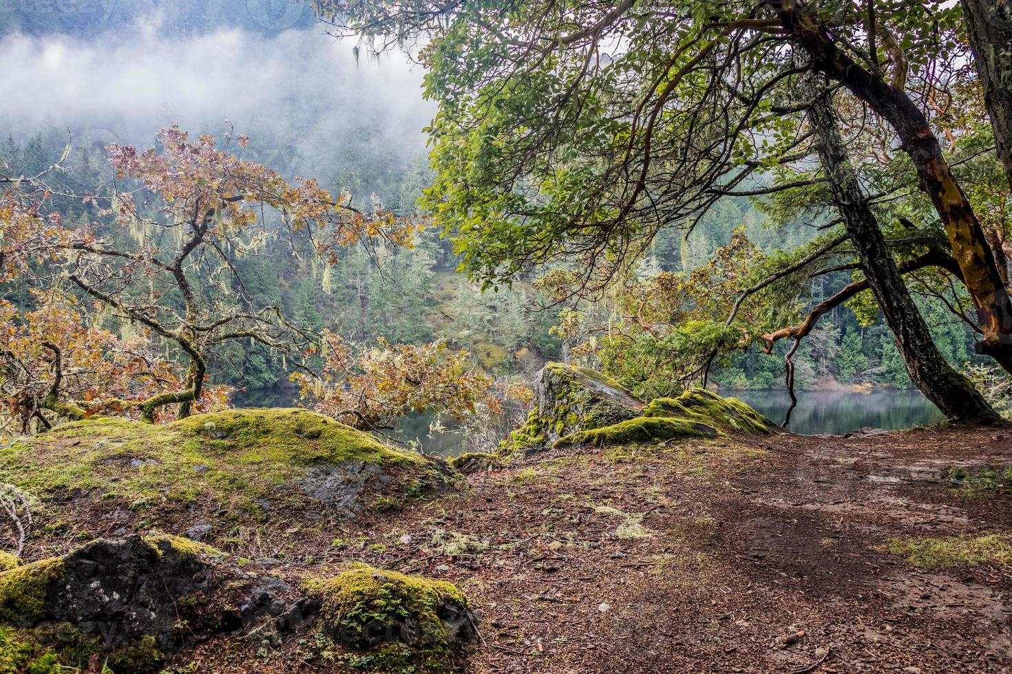 Mystical forest at Matheson Lake Regional Park, Victoria, BC photo