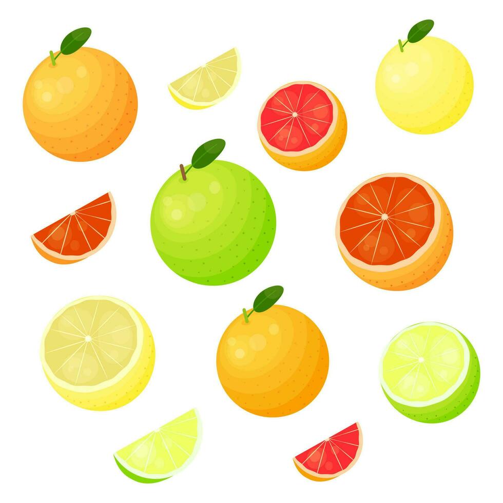 Different grapefruit varieties set. vector