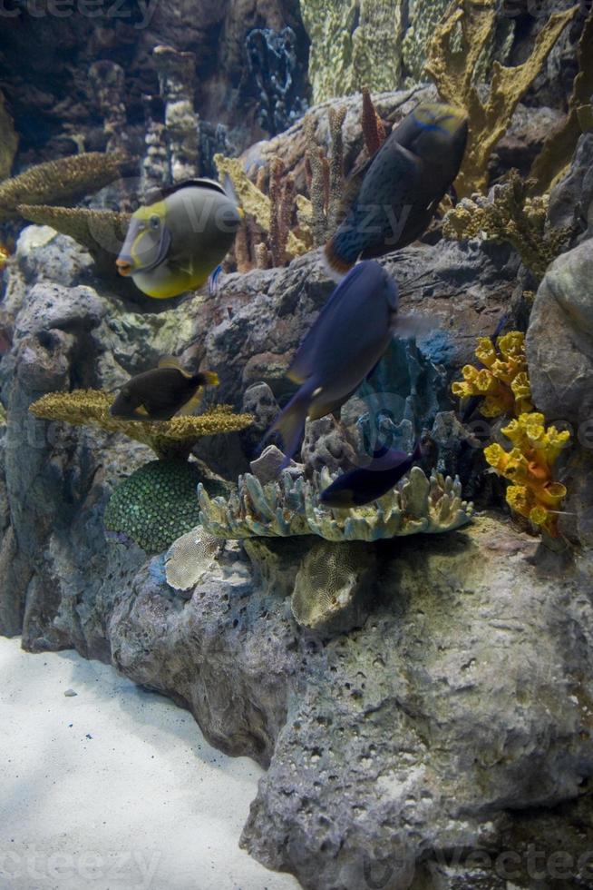 grande interior de el acuario en el Español isla de tenerife en loro parque foto