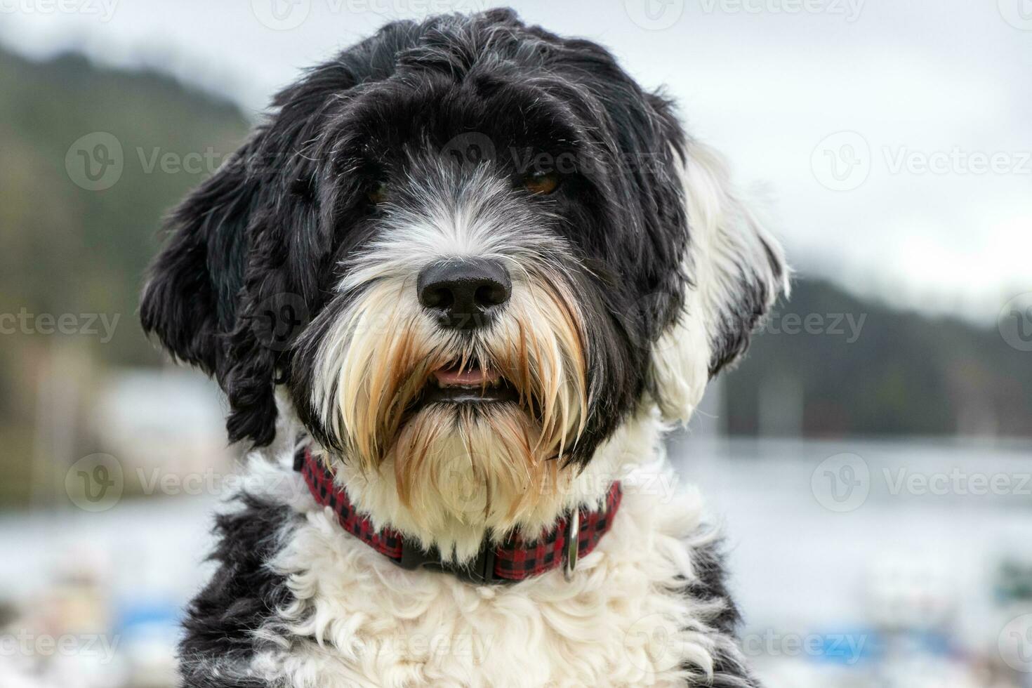 Purebred Portuguese Water Dog photo