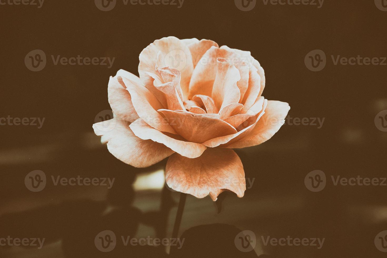 beautiful  rose in warm autumn sun in closeup and bokeh photo