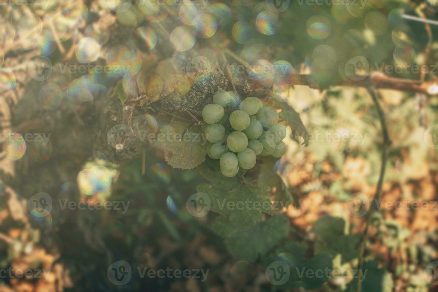 ripe green grapes on a vine in a vineyard on a warm autumn day in close-up photo