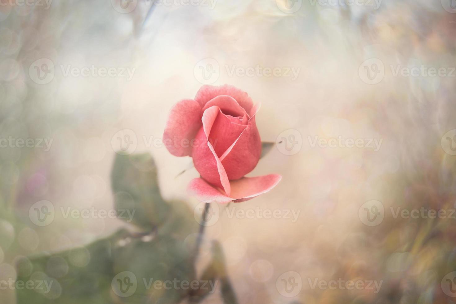 beautiful  rose in warm autumn sun in closeup and bokeh photo