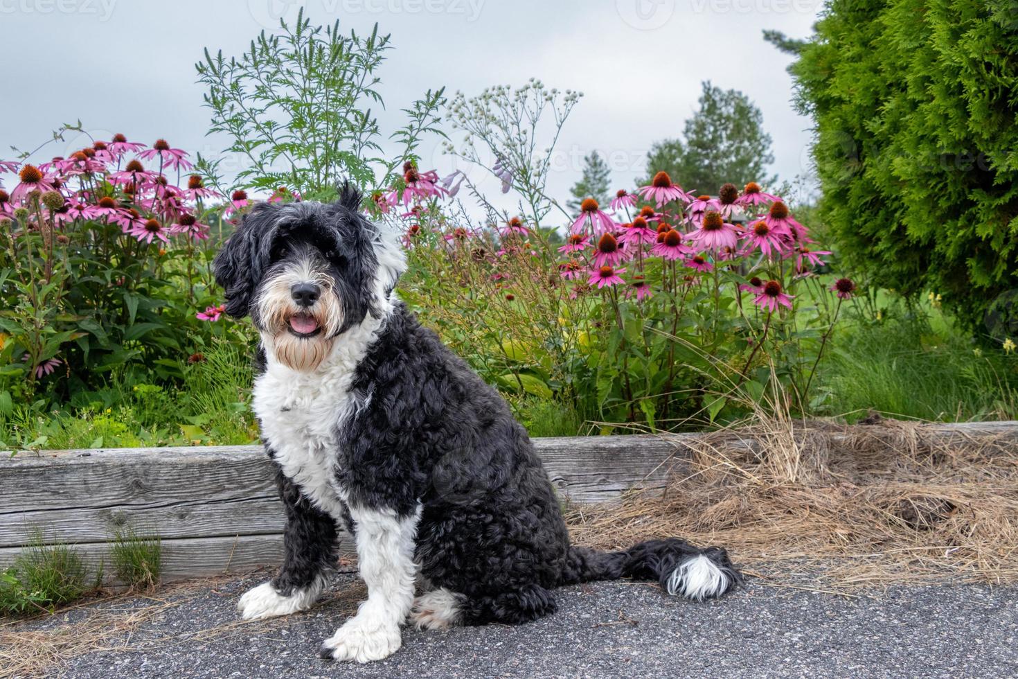 Dog sitting near some pretty pink flowers photo