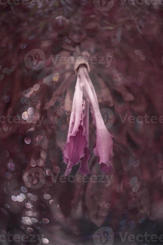 natural delicate pink flower on a tree close-up photo