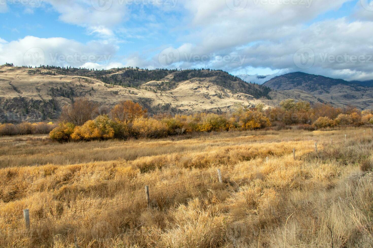 dry grass in a field in the Okanagan Valley, BC photo