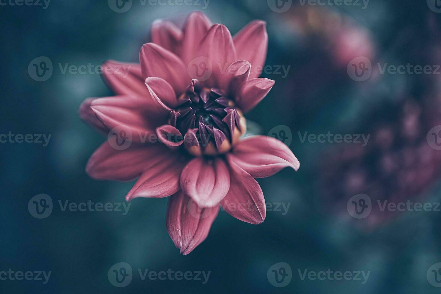 pink dahlia flower in summer garden on green background photo