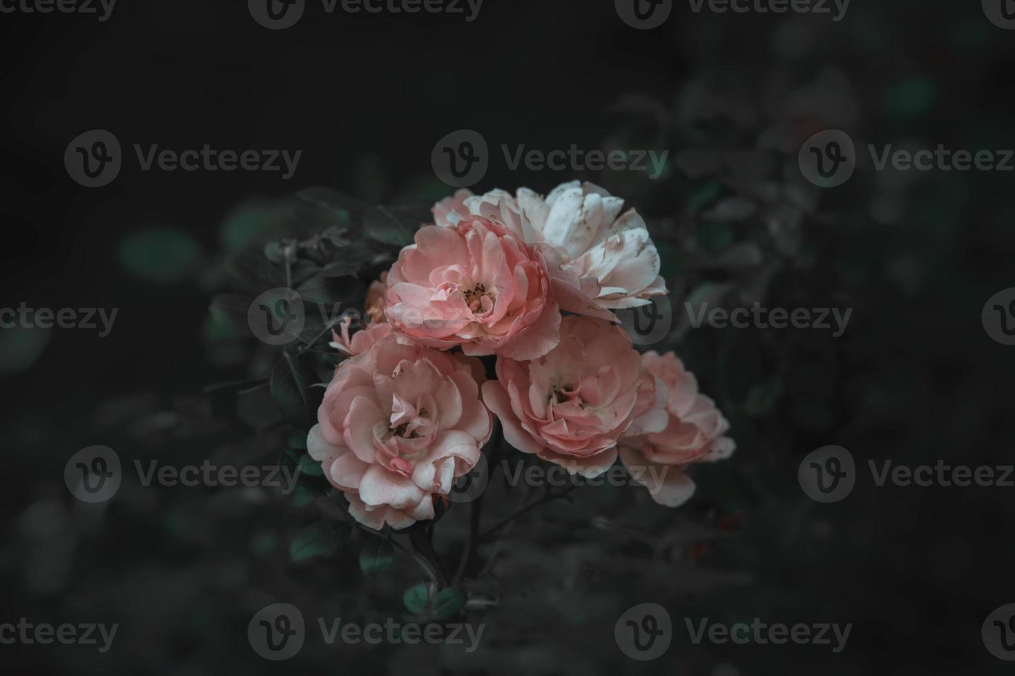 pink rose on the bush against a dark background in the garden photo