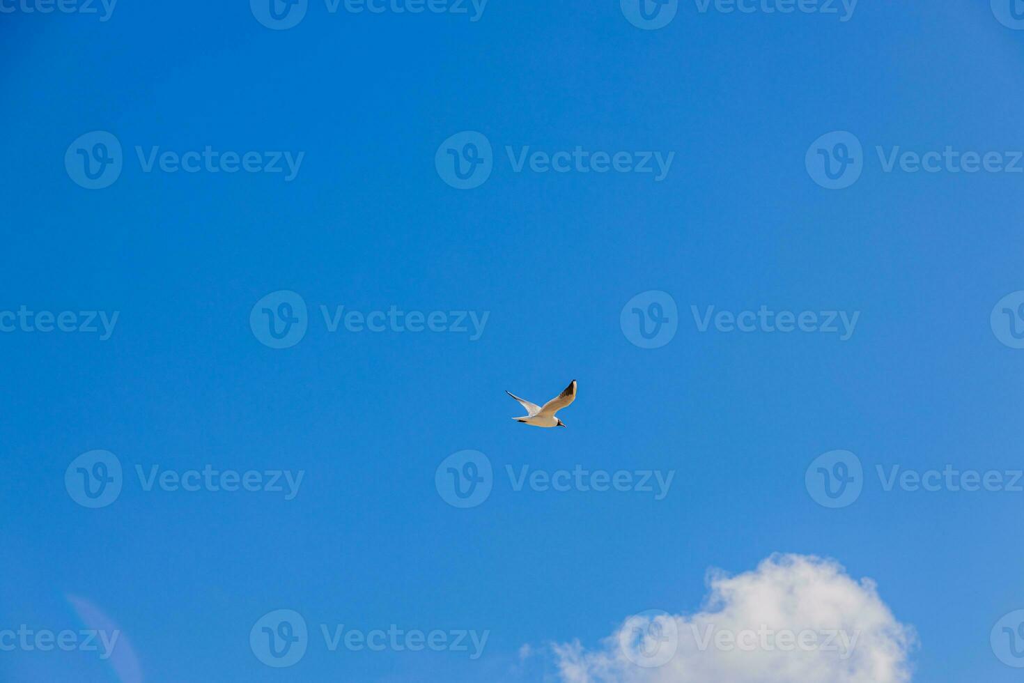 seagull flying against the backdrop of blue sky with white cloud on a sunny day photo