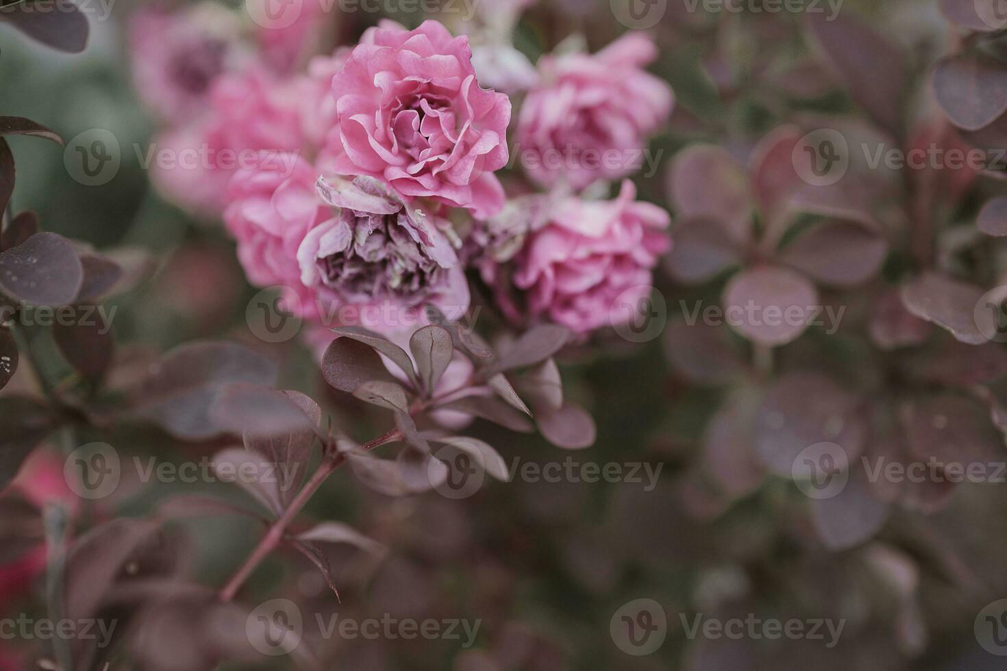delicate pink rose against a background of green leaves in a summer garden photo