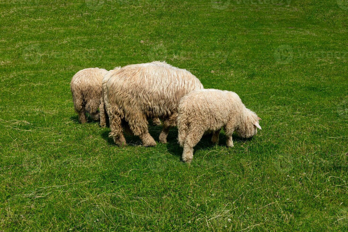 sheep grazing on a green meadow in the Polish Tatra Mountains on a warm summer day photo