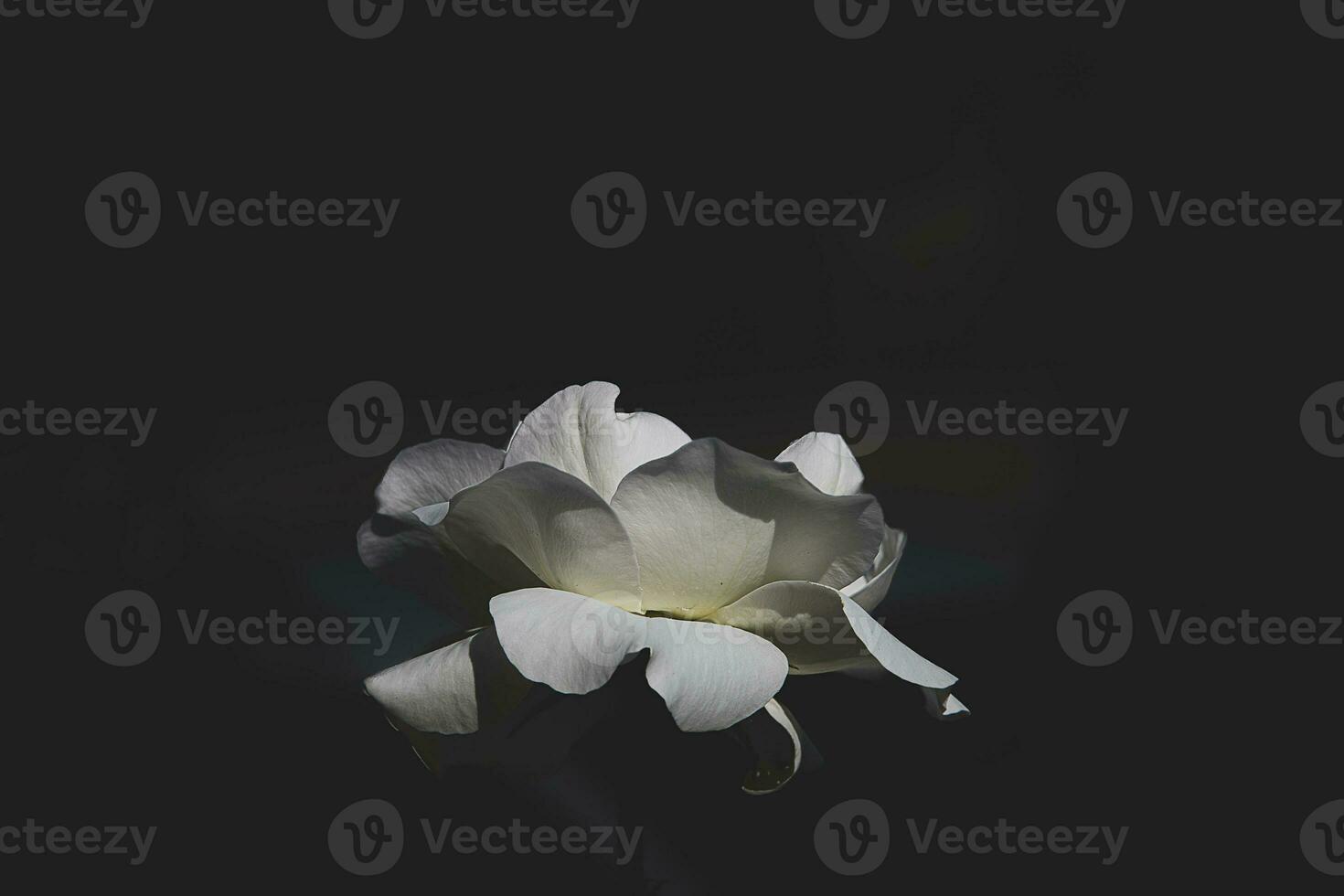 delicate white rose in the garden against a dark background in the rays of the sun photo