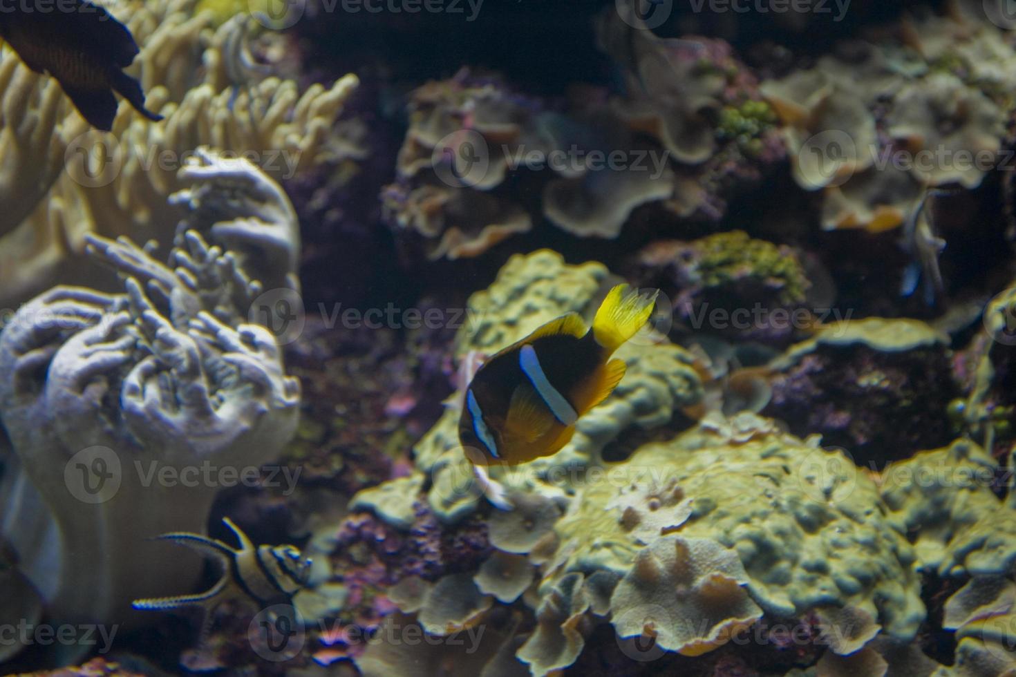 large interior of the aquarium on the Spanish island of Tenerife in Loro Park photo