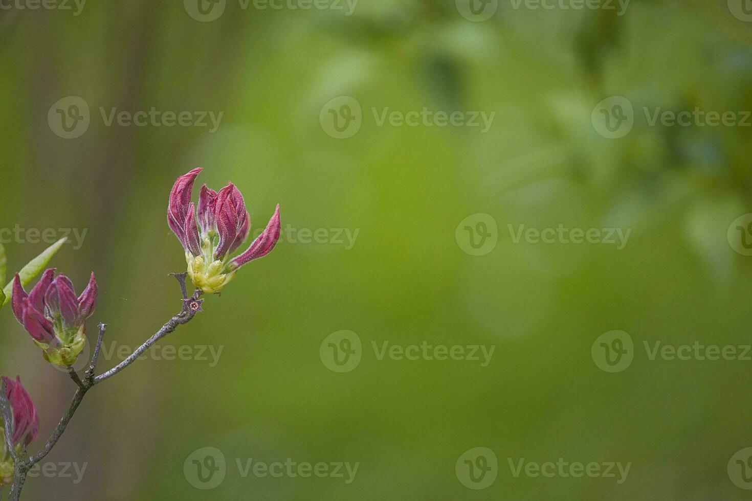 blossoming tree boulder with a pink flower on green, garden background photo