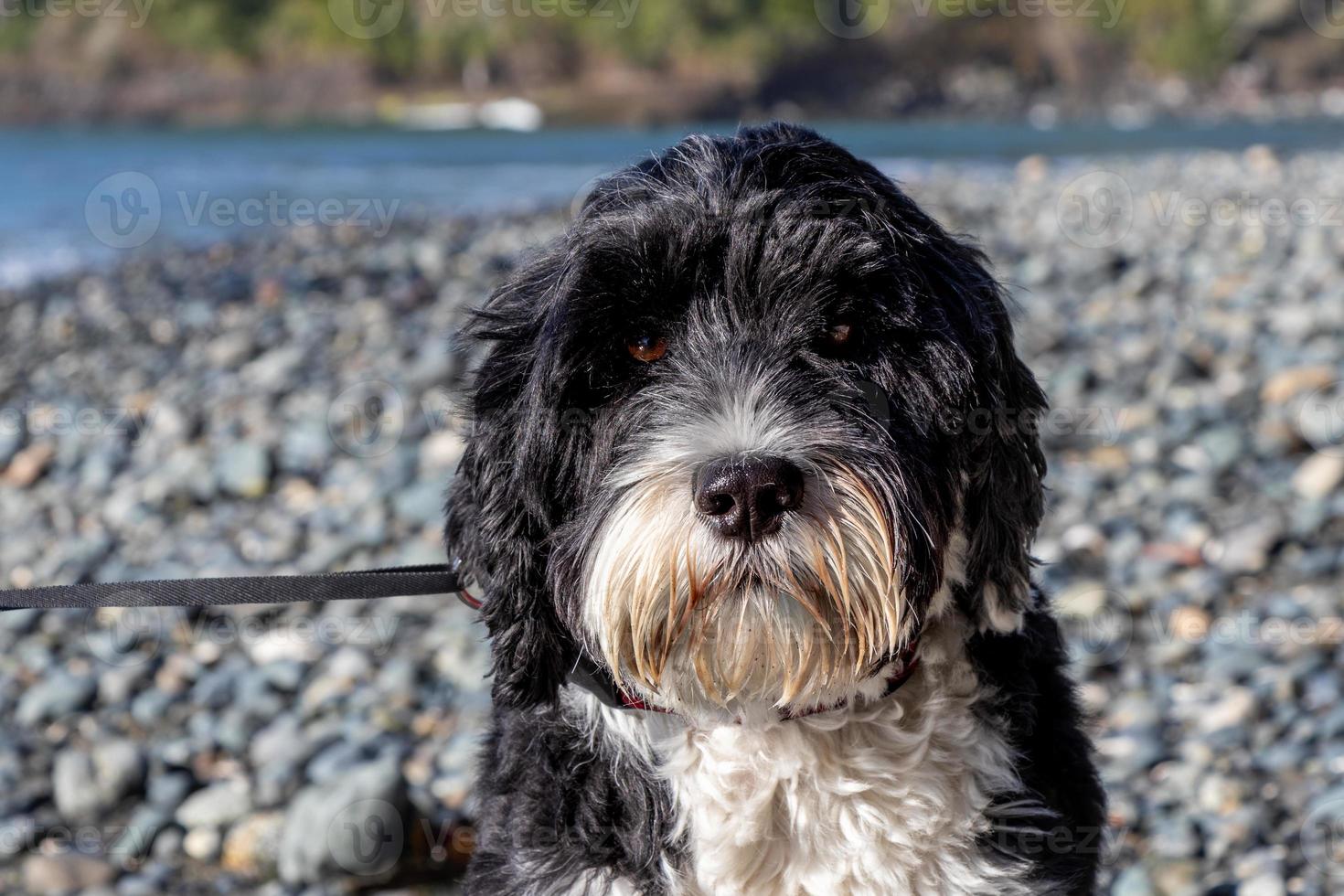 Dog portrait on a rocky beach photo