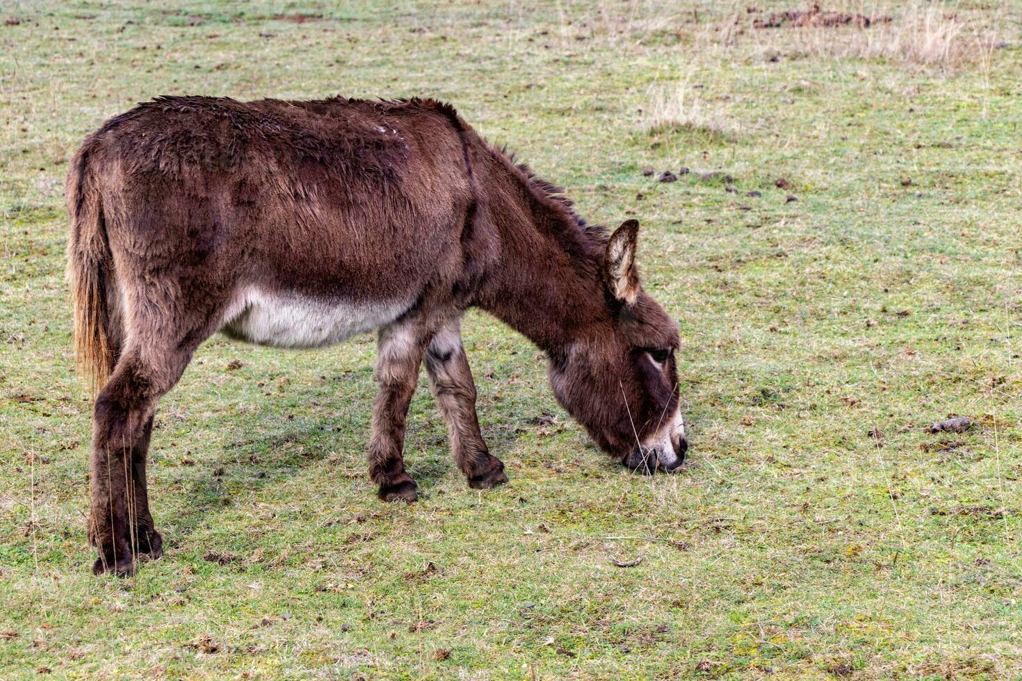 Burro en un granja campo foto