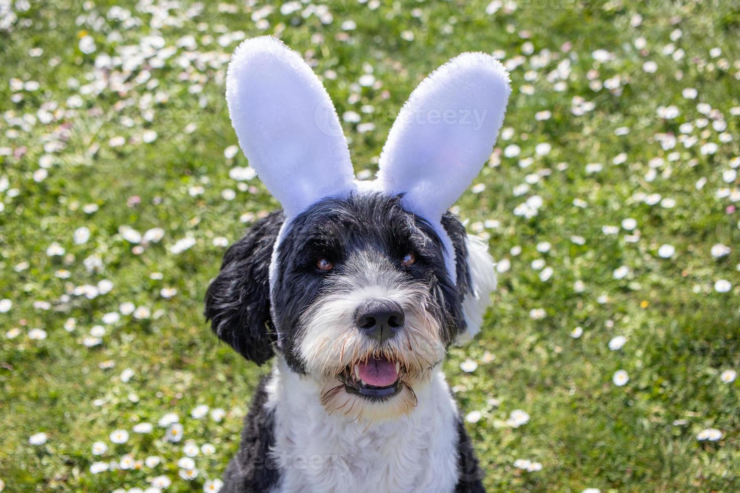 perro vistiendo conejito orejas a Pascua de Resurrección foto