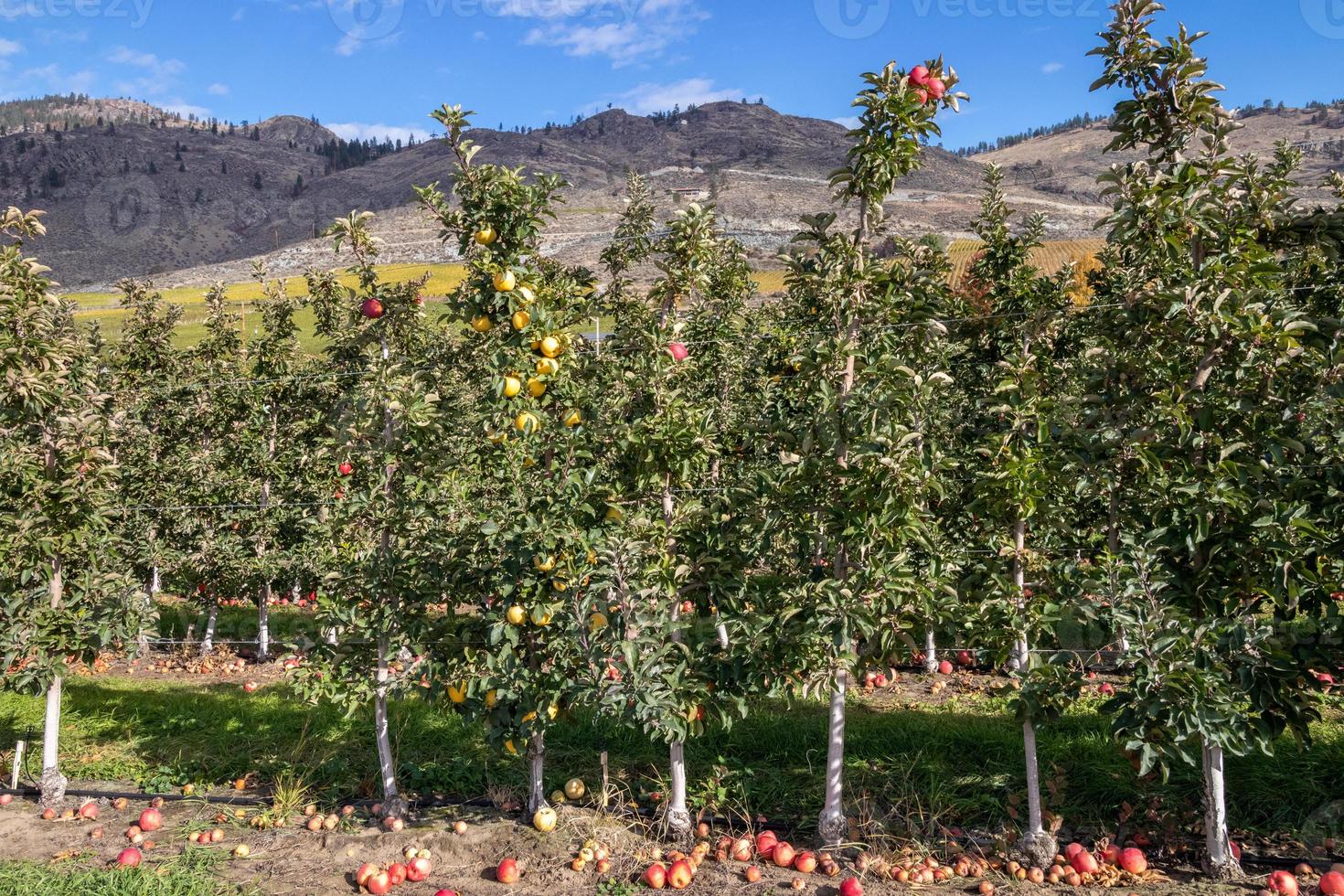 manzana huerta en el Okanagan Valle foto