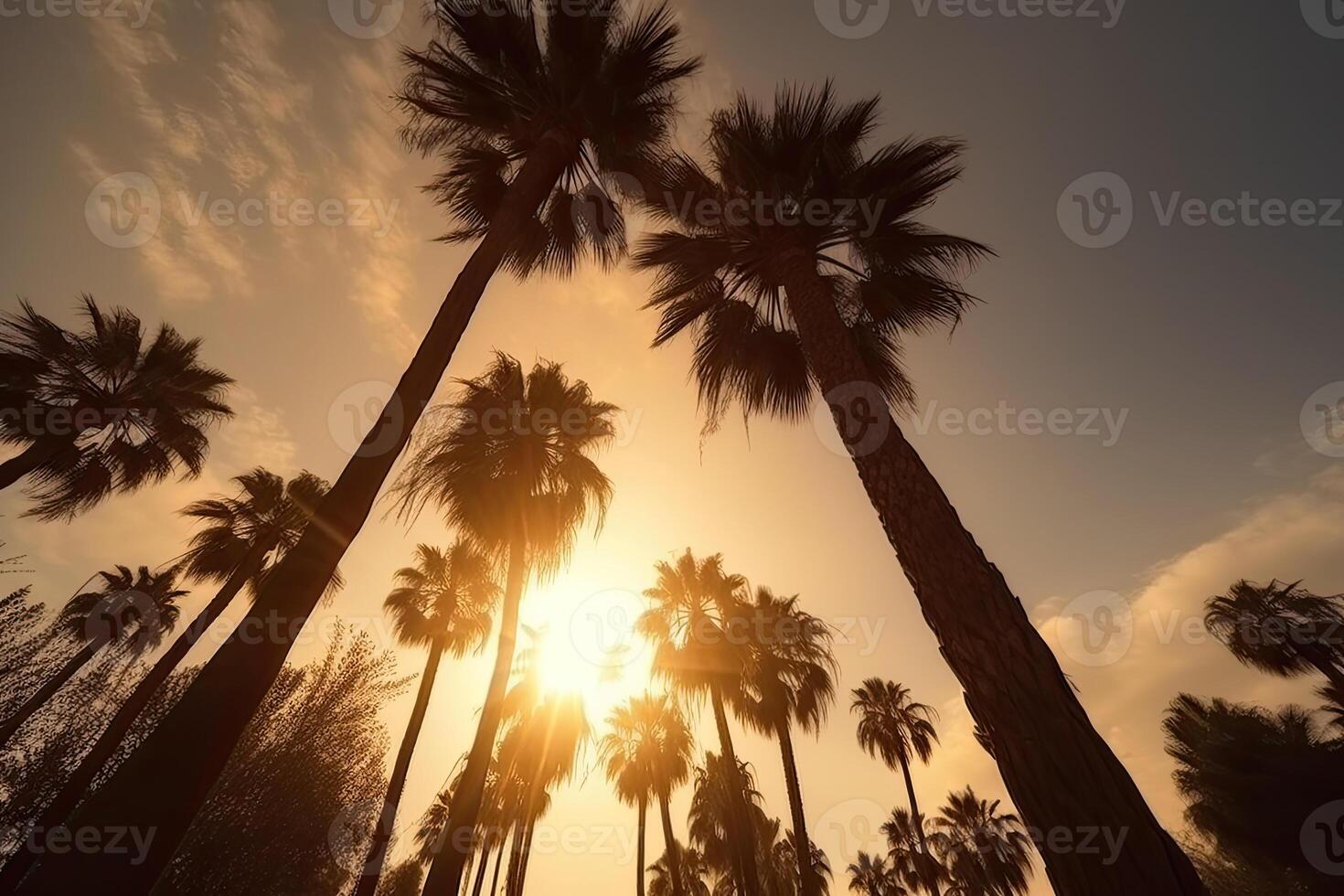 Palm tree silhouettes against sunset sky. photo