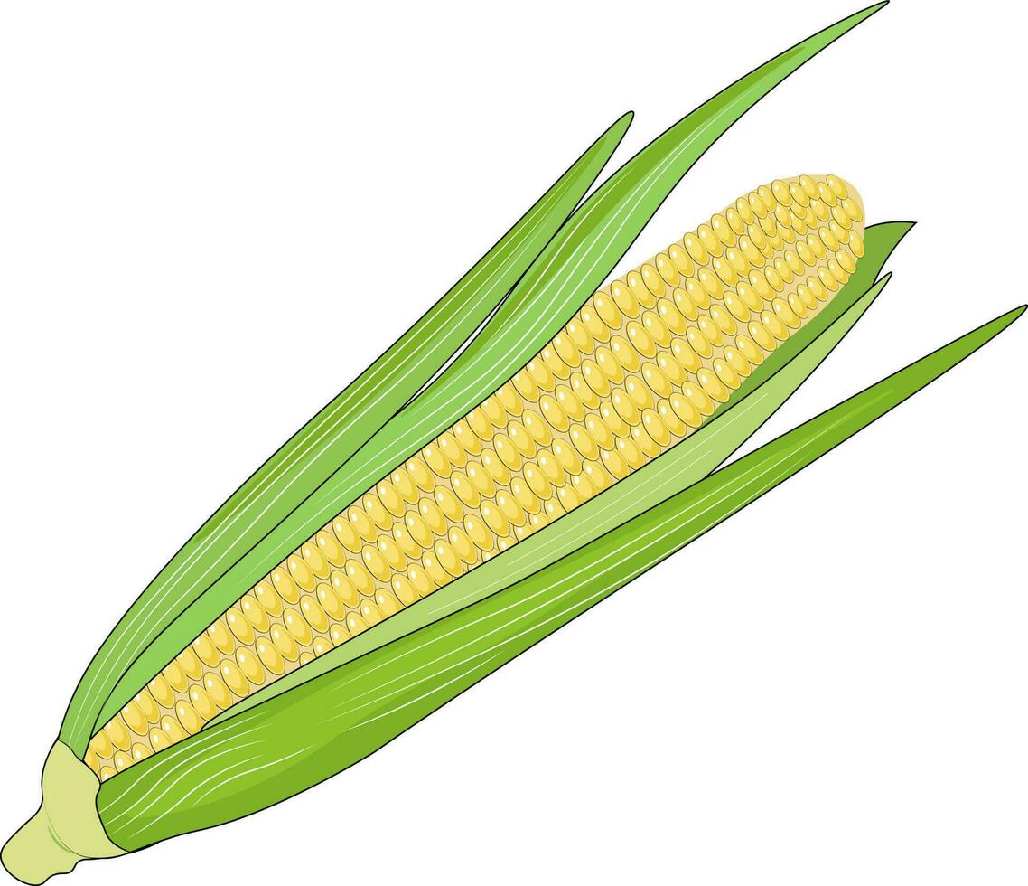 corn illustration isolated on white background vector