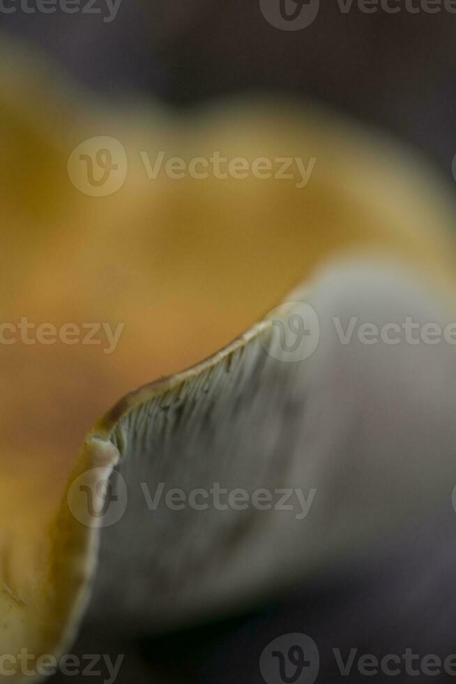 background with brown forest mushroom in closeup photo