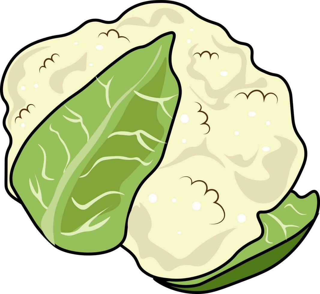 cabbage illustration isolated on white background vector