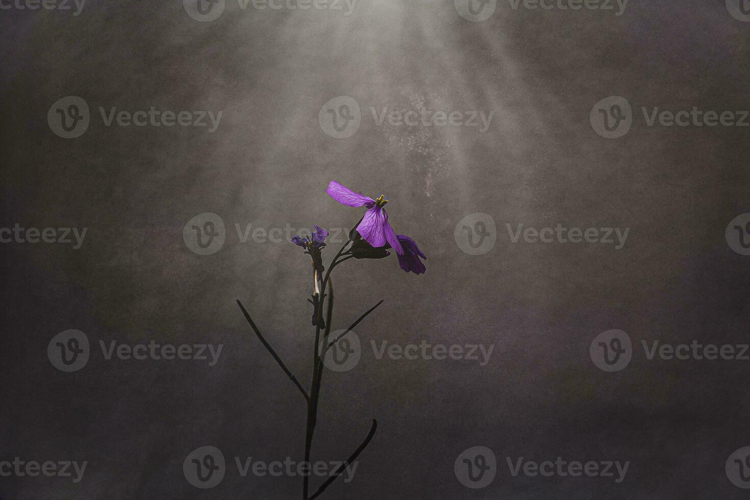 little delicate purple spring flower in the meadow close-up photo