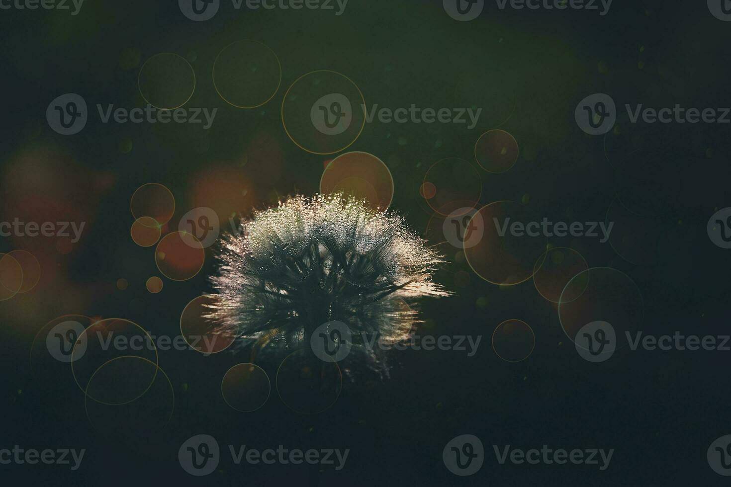 white dandelion in the meadow over green background photo