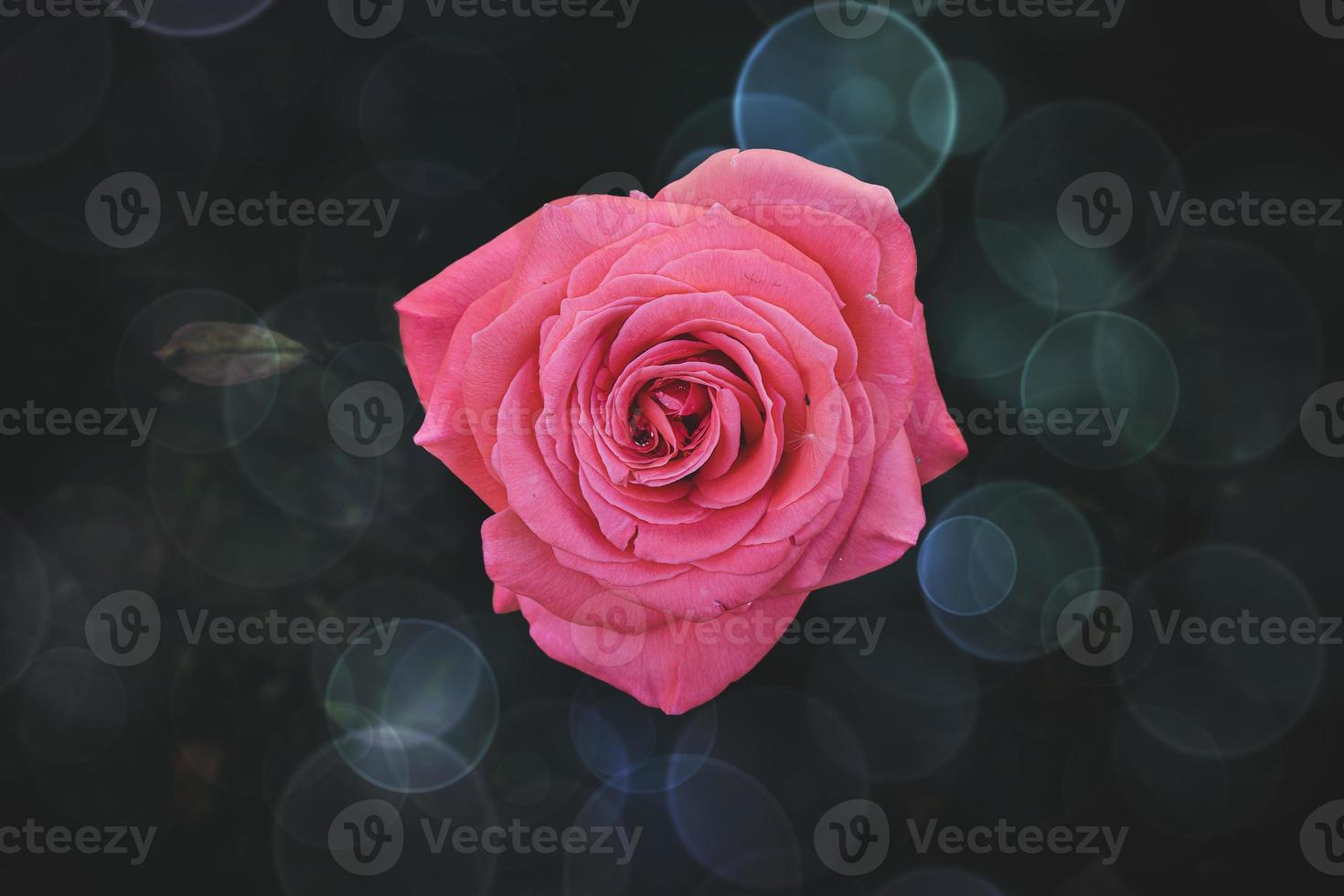 delicate pink rose in the garden against a dark background in the rays of the sun photo